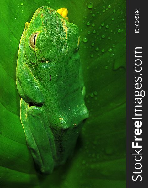 Image of frog on green leaf. Image of frog on green leaf