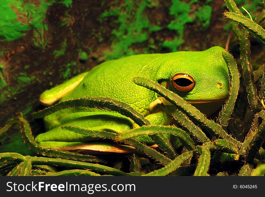 Green tree frog with big black eyes sitting on a green leaf. Green tree frog with big black eyes sitting on a green leaf.