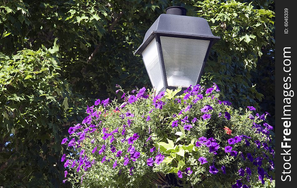 This is an image of a lamp post decorated with a hanging flower basket. This is an image of a lamp post decorated with a hanging flower basket.