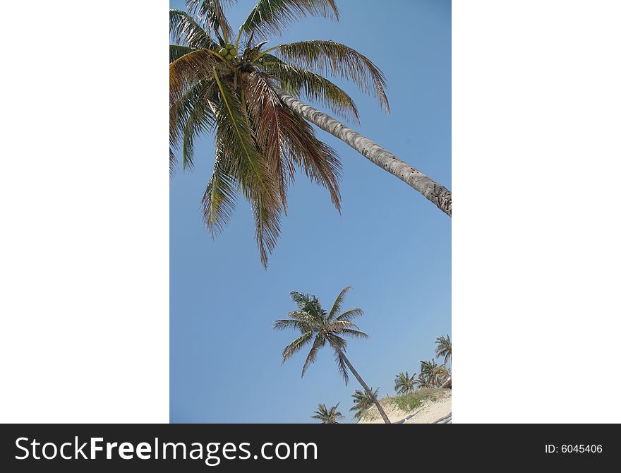 Palms on a Cuban beach. Palms on a Cuban beach