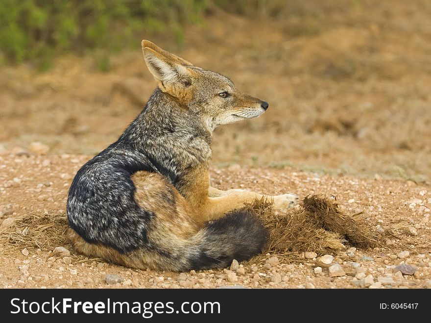 A wily Jackal sits in Elephant Dung in the road. A wily Jackal sits in Elephant Dung in the road