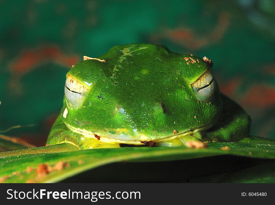 Image of frog on green leaf. Image of frog on green leaf