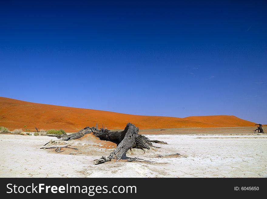 Dead trees with dunes in the background (Namib Desert, Namibia). Dead trees with dunes in the background (Namib Desert, Namibia)