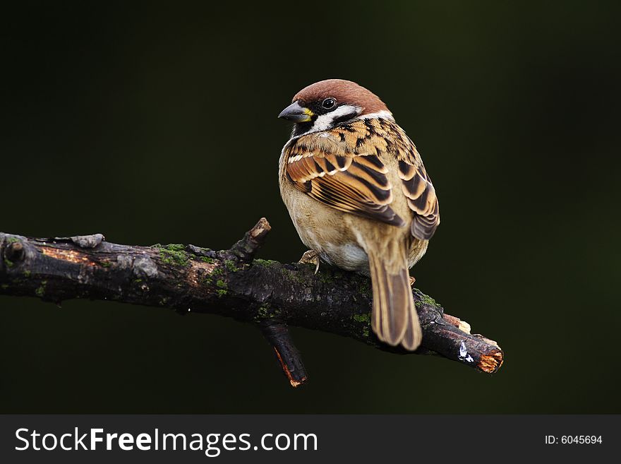 Tree Sparrow (Passer montanus) on a branch