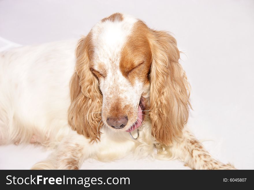 Dog pulling a face as if it had just tasted something nasty. Dog pulling a face as if it had just tasted something nasty