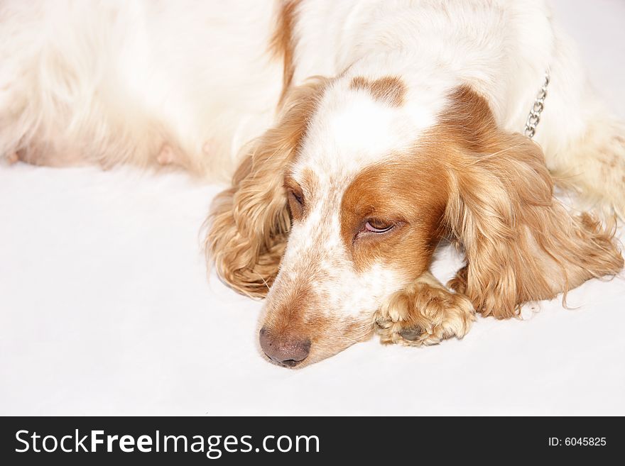 Cocker spaniel laying down on a light background. Cocker spaniel laying down on a light background