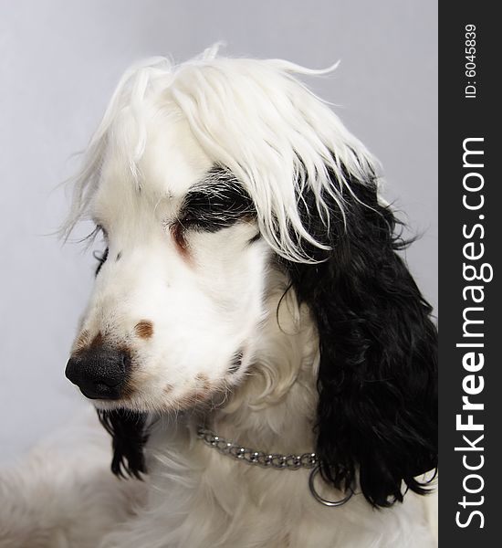 Black and white cocker spaniel looking thoughtful