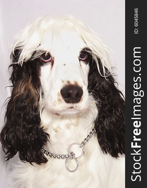 Black And White Cocker Spaniel