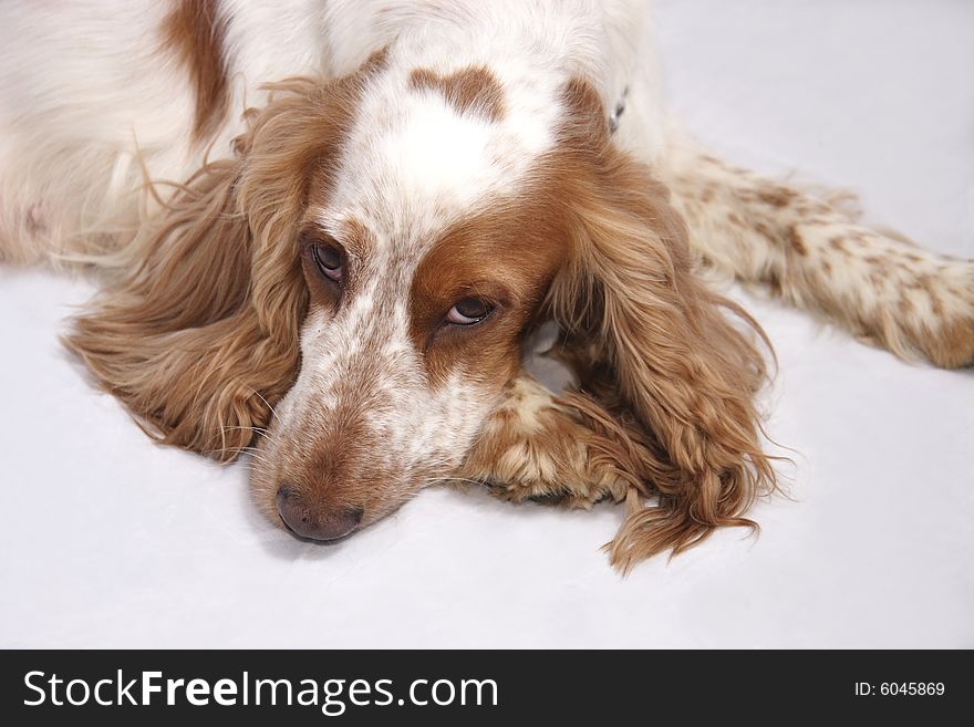 Cocker spaniel laying down on a light background. Cocker spaniel laying down on a light background