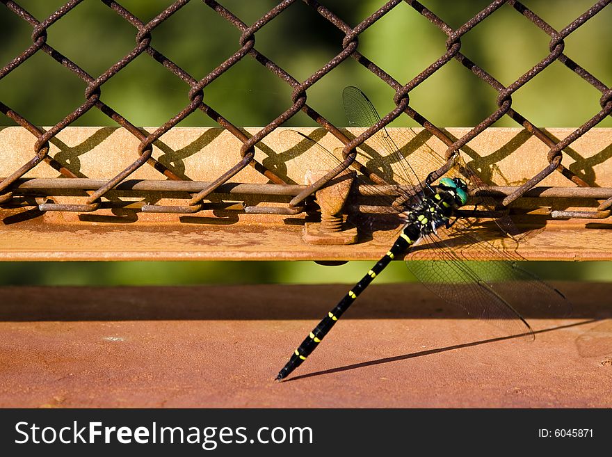 Dragonfly on the fence in the city