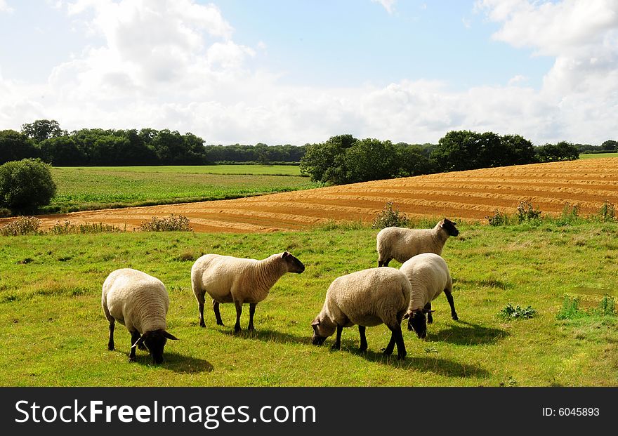 Shot of some sheep grazing in a meadow at harvest time. Shot of some sheep grazing in a meadow at harvest time