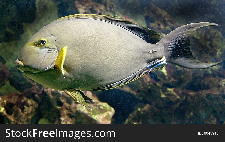 Yellowfin Doctorfish 4