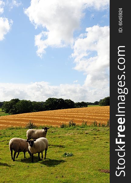 Shot of some sheep grazing in a meadow at harvest time. Shot of some sheep grazing in a meadow at harvest time