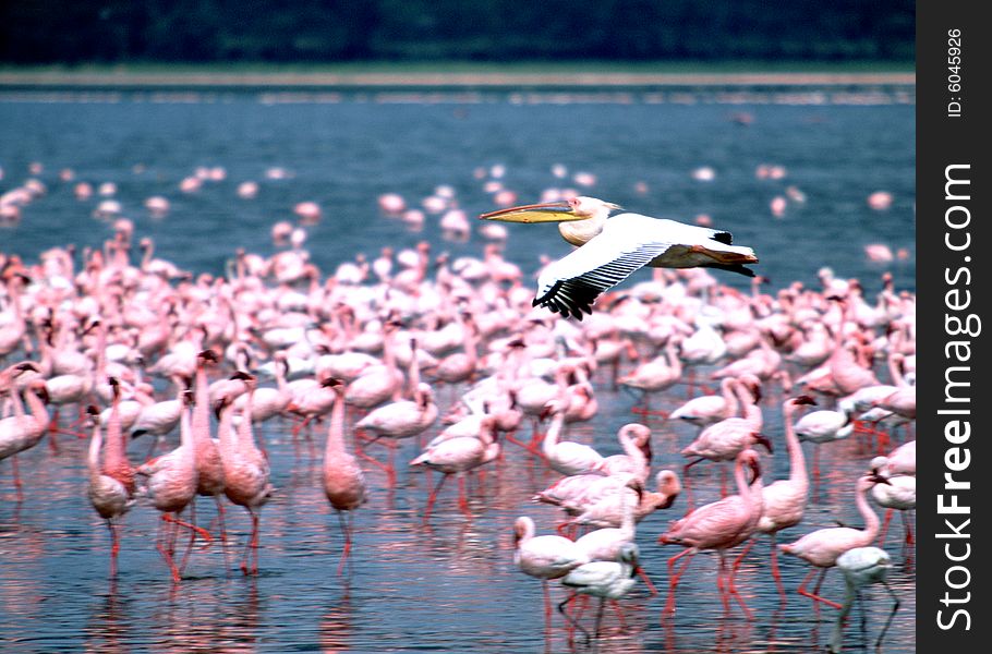 A pelican flight near flamingo