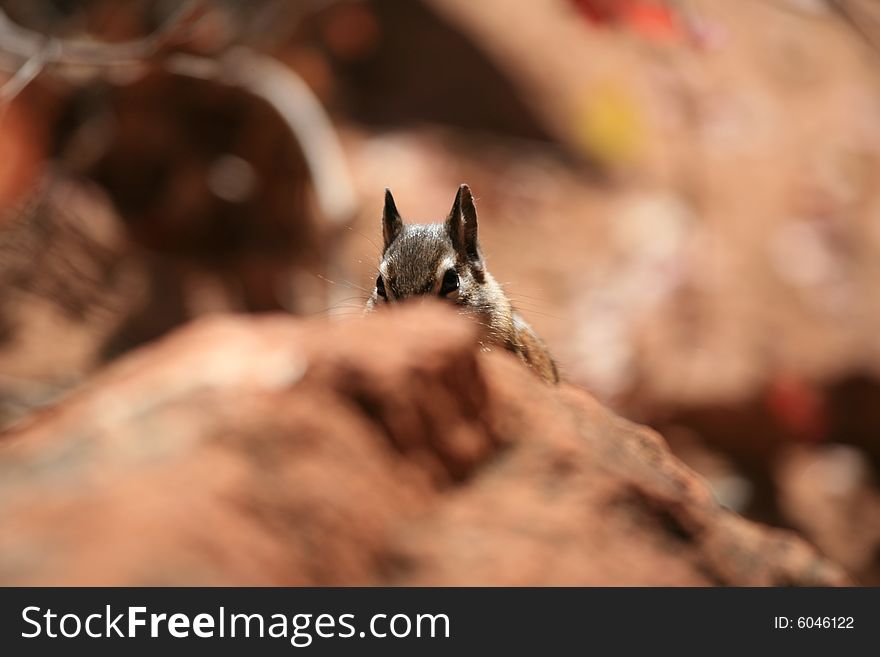 A rabbit is hiding behind a rock. A rabbit is hiding behind a rock