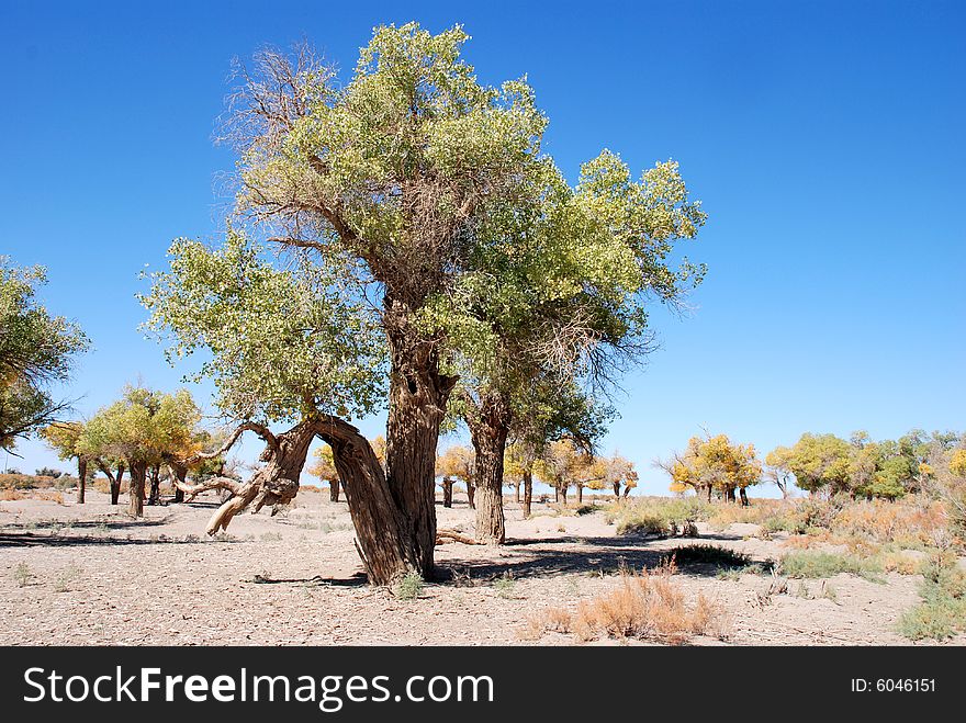 Poplar tree and blue sky