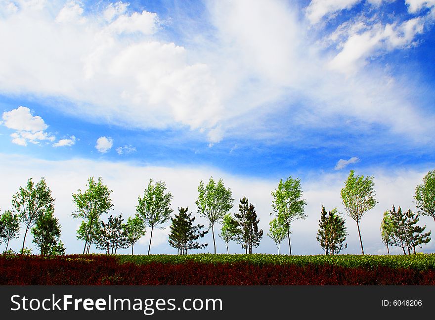 The beautiful sky and the regular trees. The beautiful sky and the regular trees