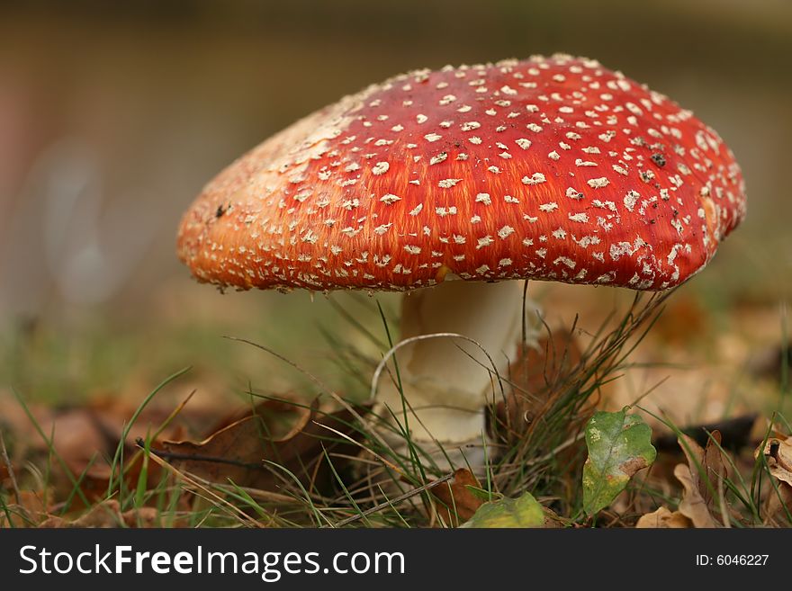 Autumn scene: big toadstool with grass and leafs. Autumn scene: big toadstool with grass and leafs