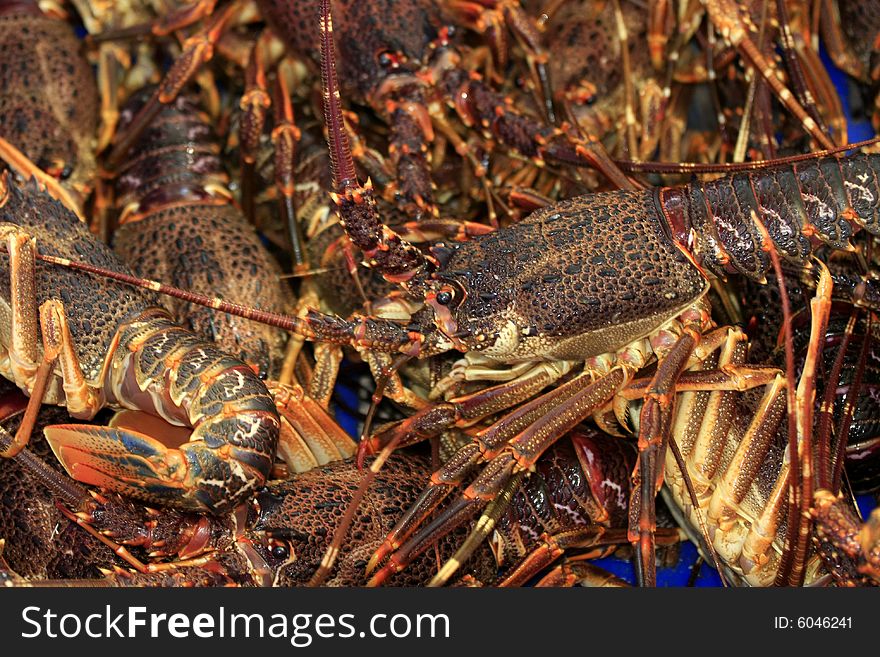 Basket of red crayfish caught on the west coast of South Africa