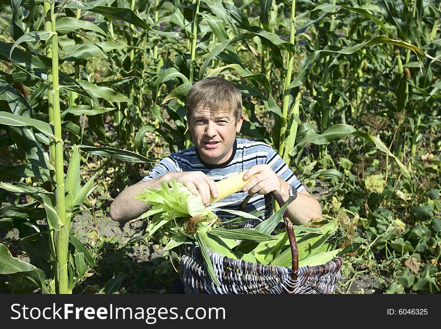 Farmer collects get younger corn in basket.