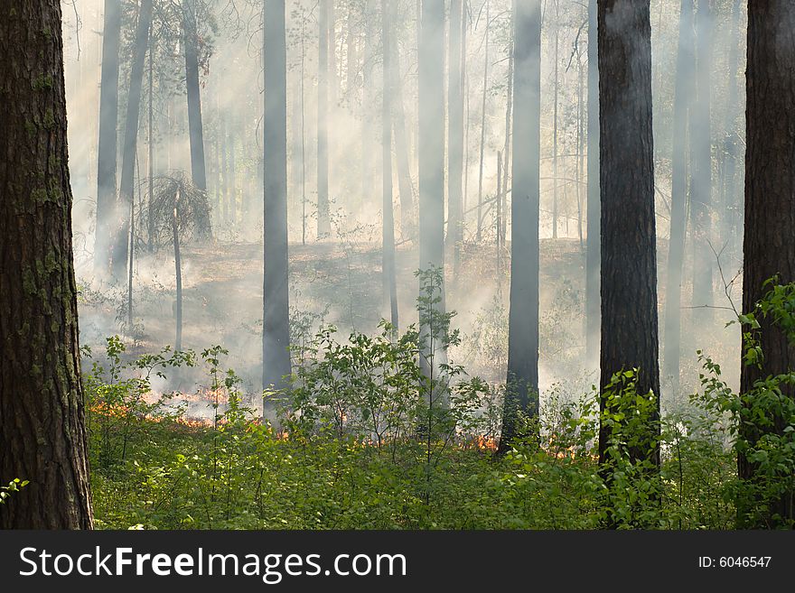 Fire in the pine tree forest. Fire in the pine tree forest