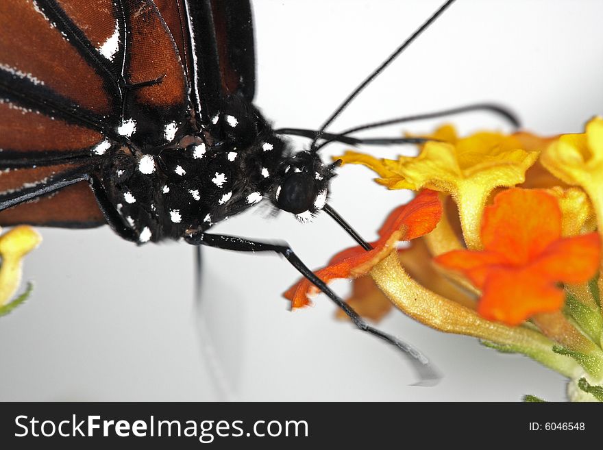 Monarch Butterfly Danaus Plexippus feeding in garden on flower