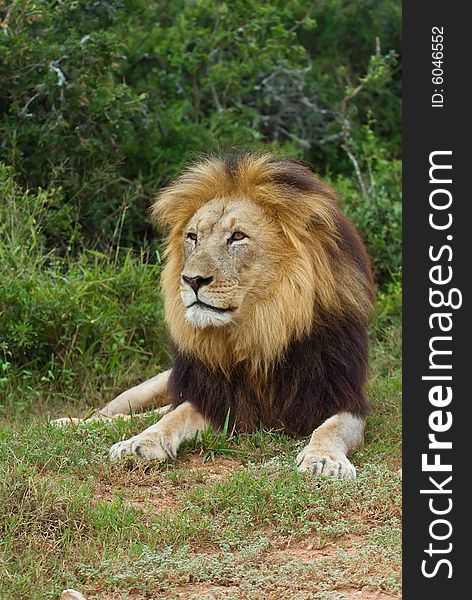 The Top Wild Lion In South Africa is Caught out in the open. The Top Wild Lion In South Africa is Caught out in the open