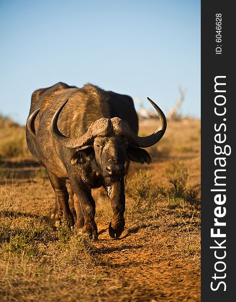 Two Buffalo Bulls make their way to the river to drink. Two Buffalo Bulls make their way to the river to drink