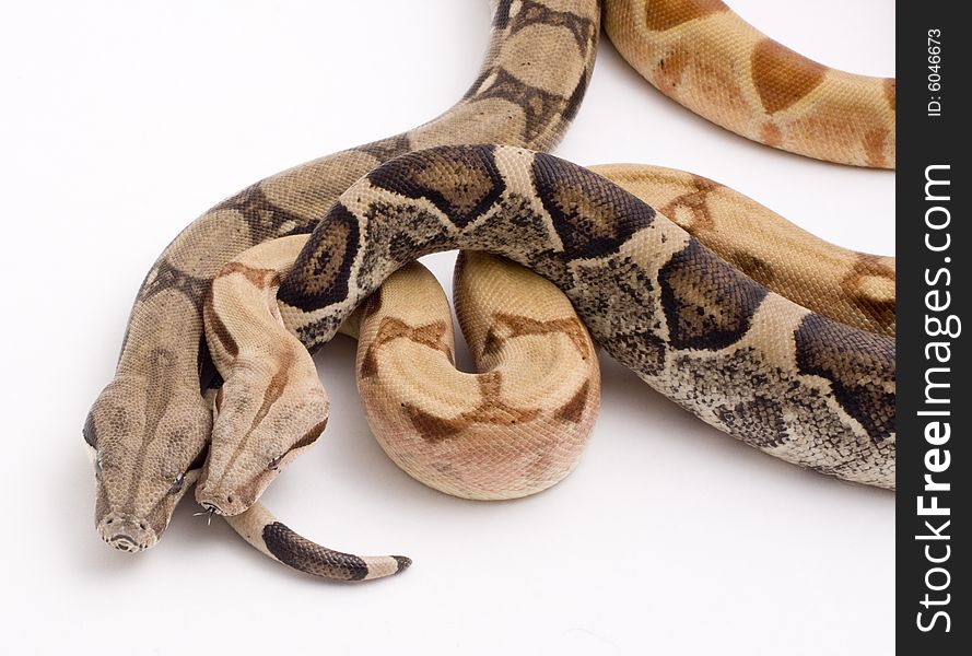 Two Boa constrictor imperator color morphs (anerythristic, and hypomelanistic). Two Boa constrictor imperator color morphs (anerythristic, and hypomelanistic)