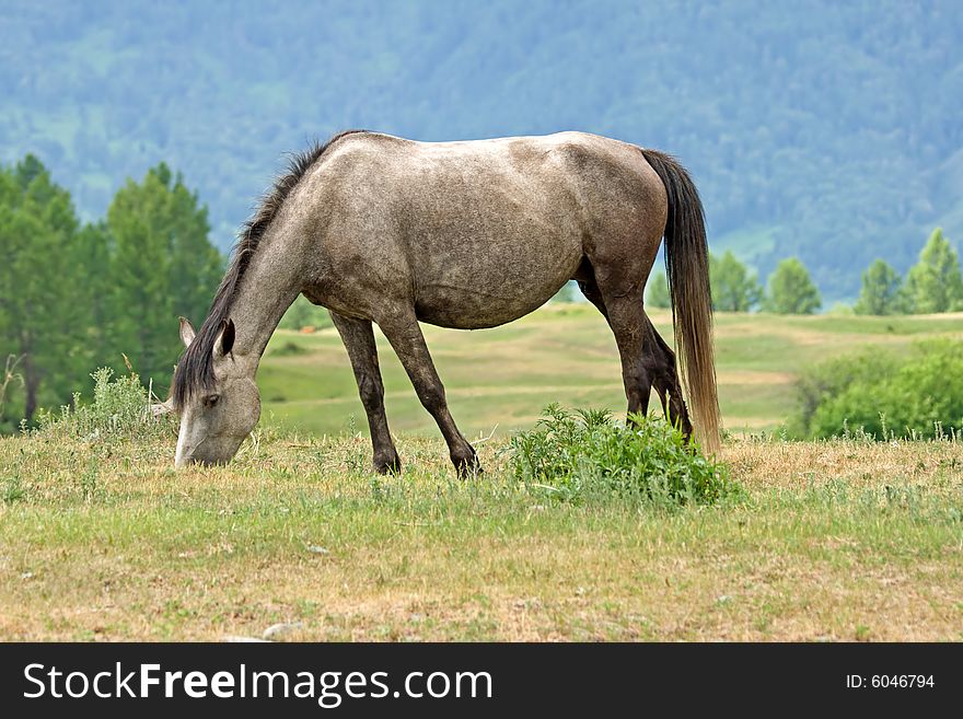 Horse is eating on mountains meadow. Horse is eating on mountains meadow