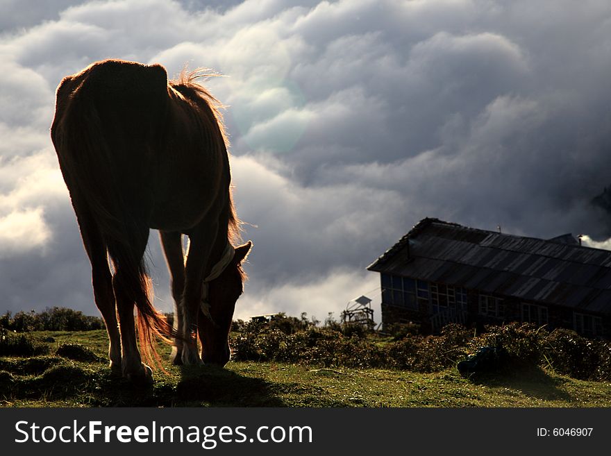 I photographed this horse drom behind in the nepal mountain. I photographed this horse drom behind in the nepal mountain