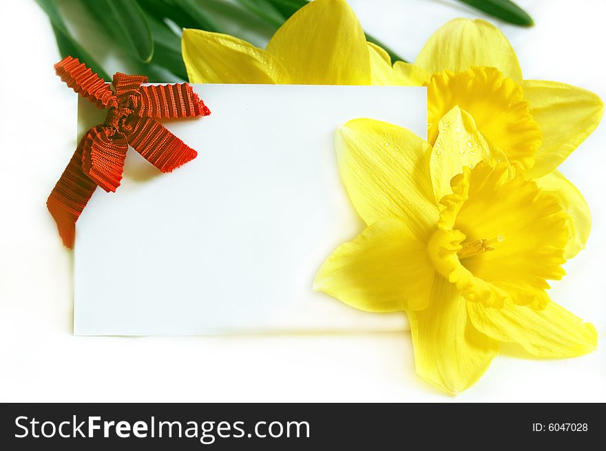 Blank note with yellow narcissus as greeting