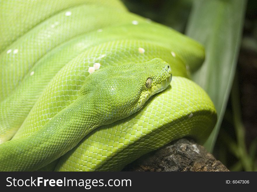 Green snake on a tree.