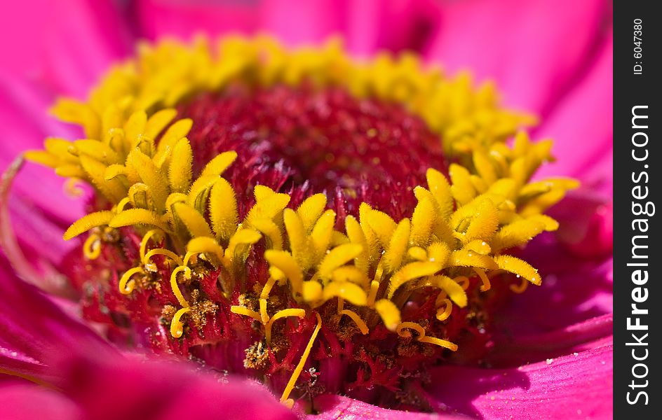 Close-up of pink and yellow flower. shallow dof. Close-up of pink and yellow flower. shallow dof