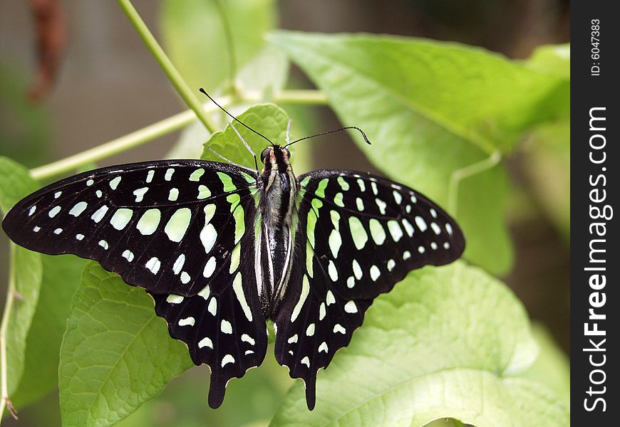 Beautiful butterfly resting on a leaf.