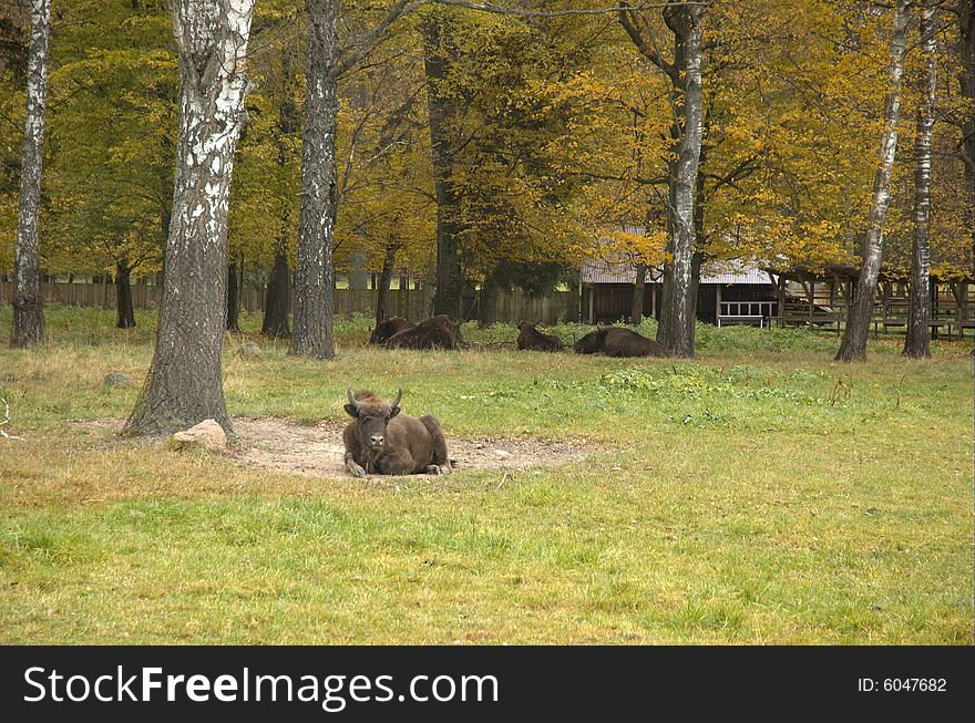 European bison