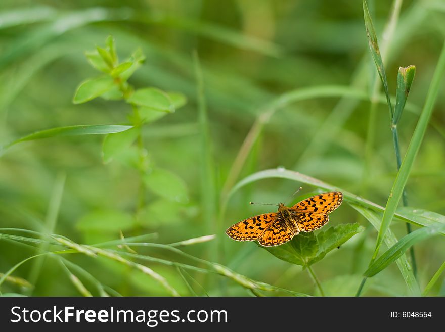 Orange butterfly sitting on a green leaf