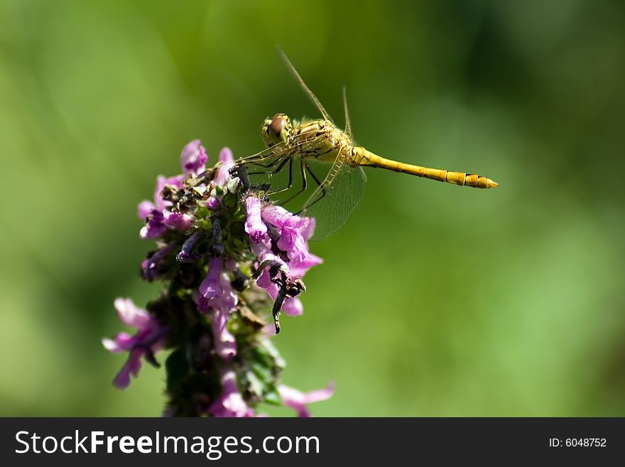 Dragonfly relax on the flower