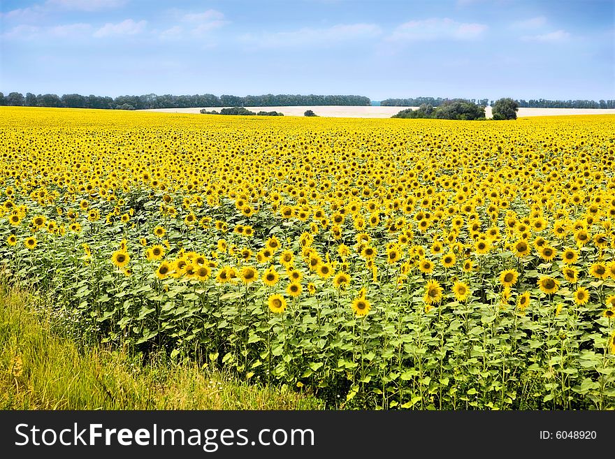 A Sunflowers infront of blue sky. A Sunflowers infront of blue sky.
