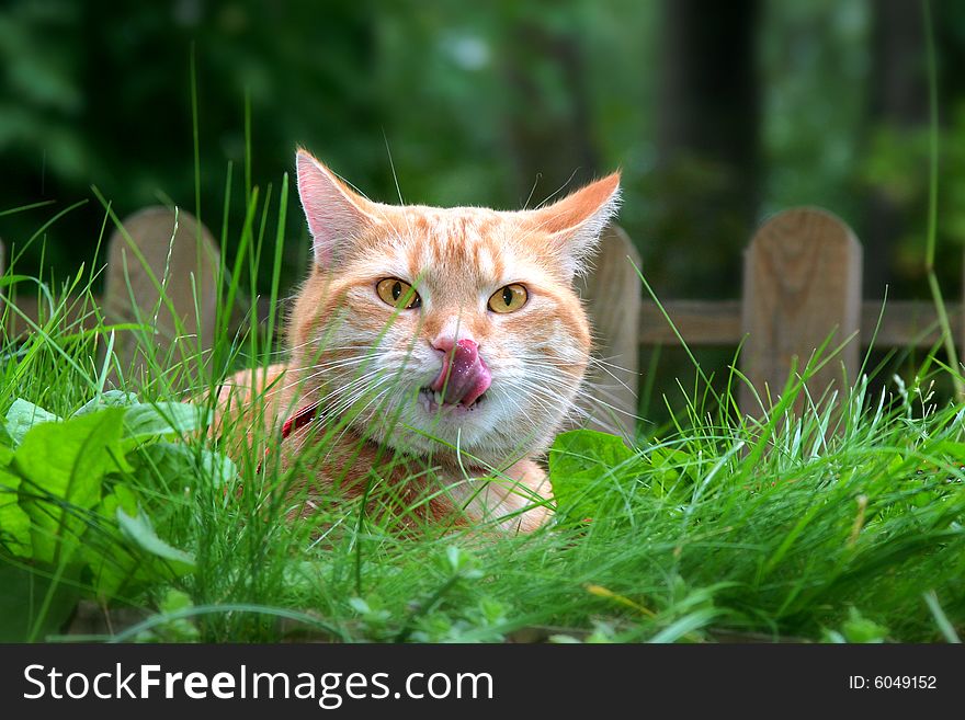 Hungry Ginger Cat