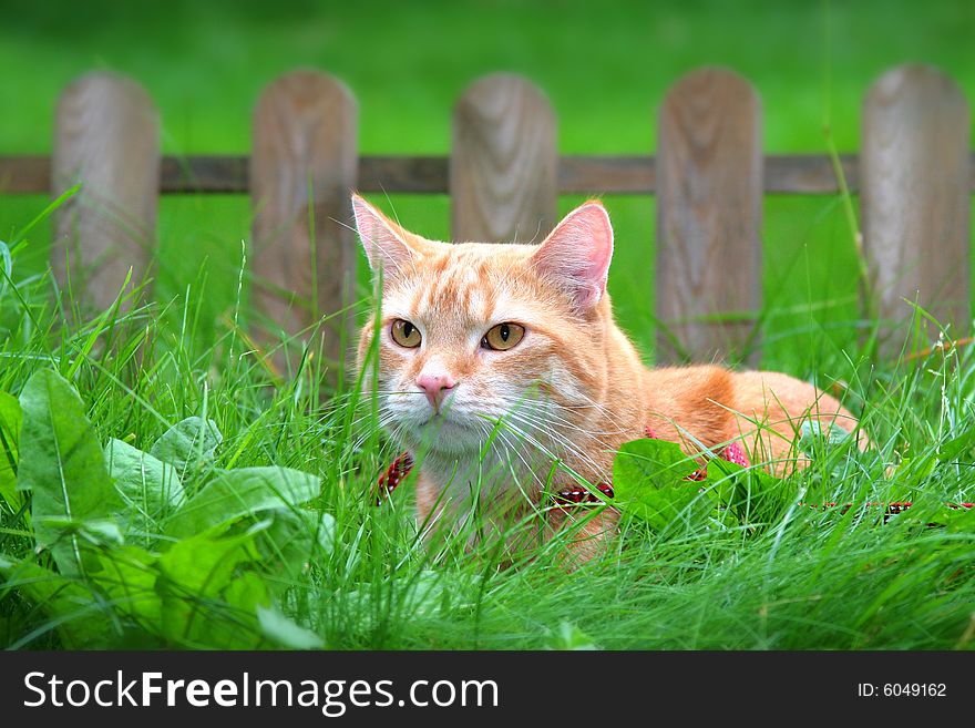 Ginger Cat In The Garden