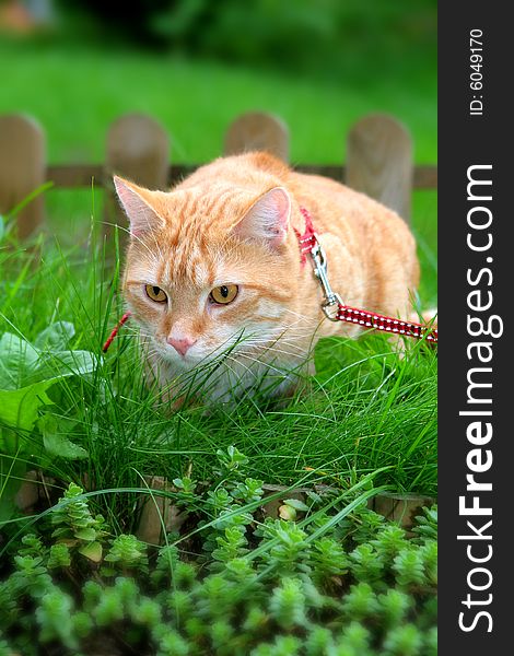 Ginger Cat In The Garden