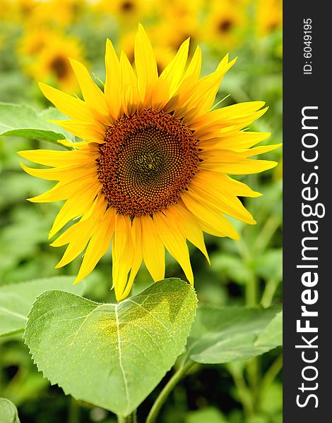 Sunflower with pollen on leaf. Bright blossoming flower on a field