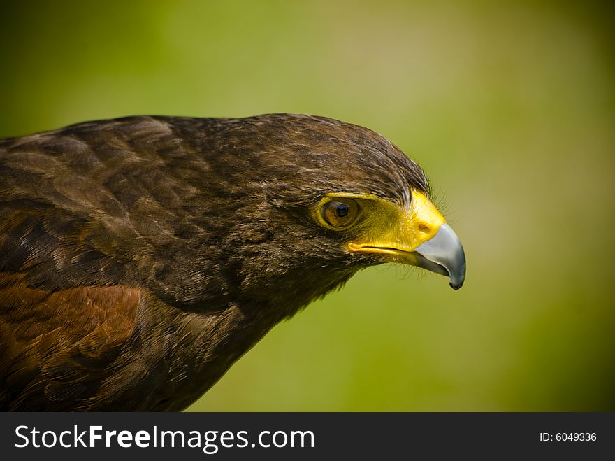 An immature bald eagle in a field