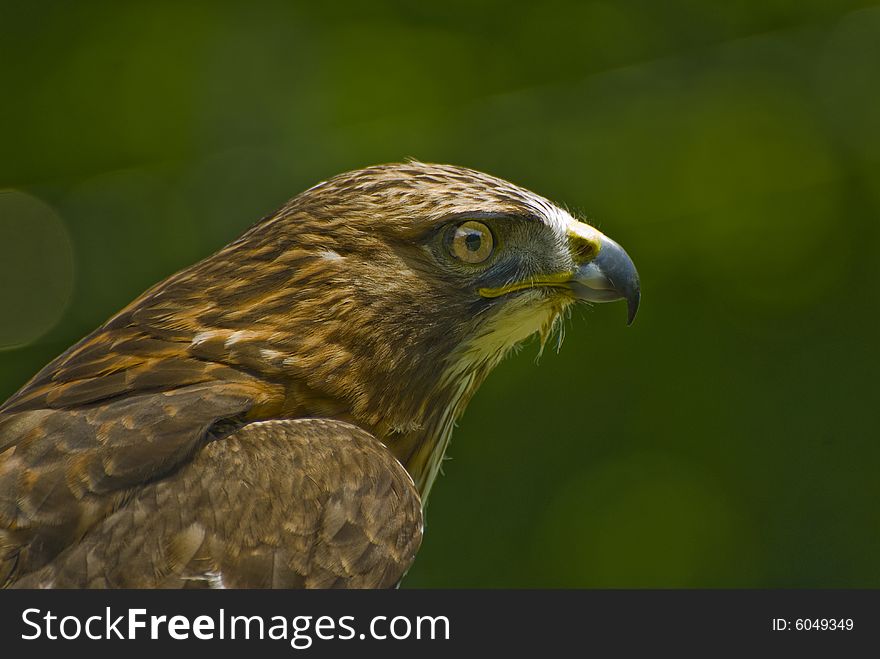 A profile of an immature bald eagle