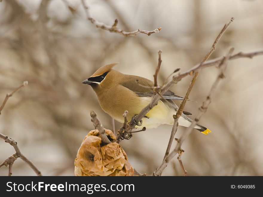 A wax wing bird in an apple tree in winter