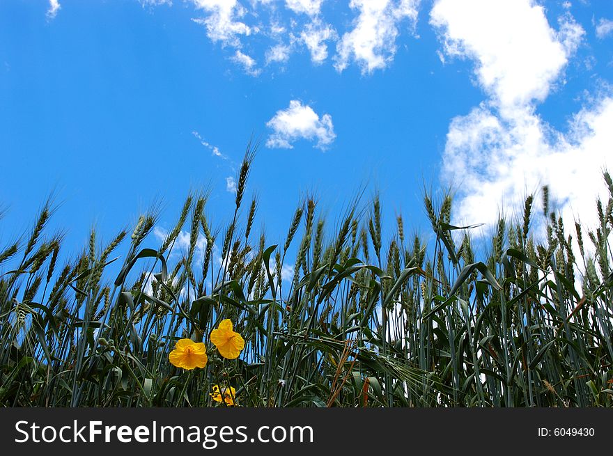 Field of wheat and several yellow flowers under beautiful blue cloudy sky. Field of wheat and several yellow flowers under beautiful blue cloudy sky