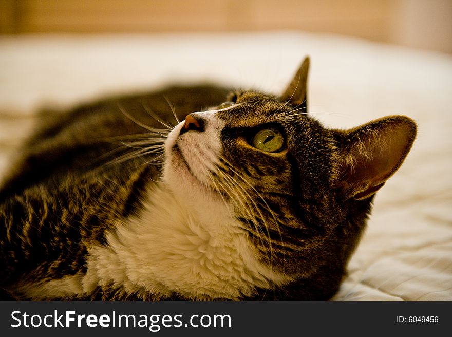 Tabby cat laying on the bed. Tabby cat laying on the bed