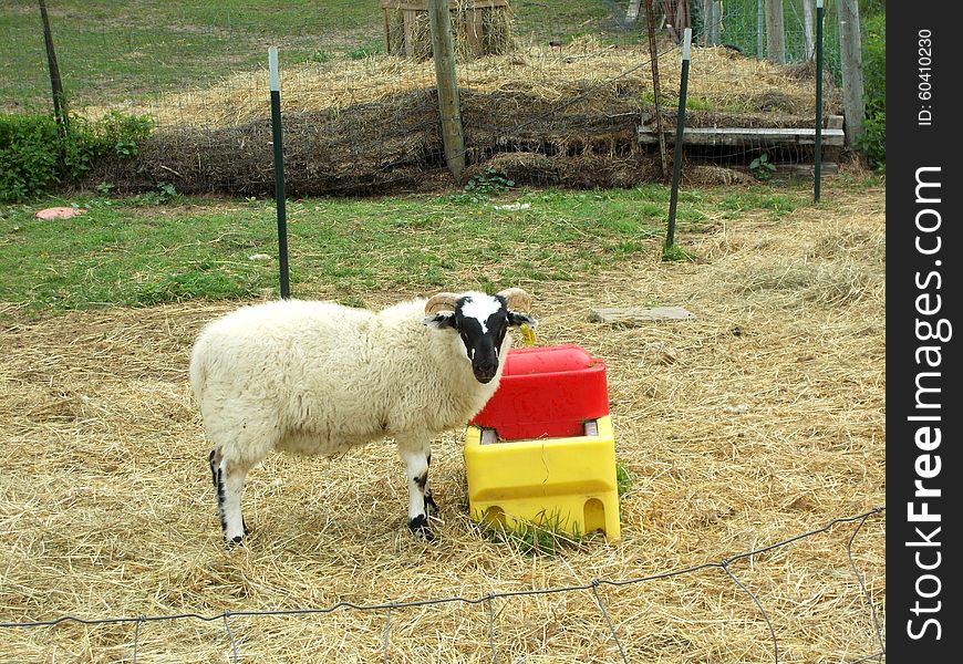 Blackface Scottish Sheep standing on straw in penned area on farm land.