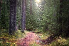The Narrow Path That Goes Deep Into The Spruce Forest Illuminated By The Sun, Selective Focus Stock Photo The Narrow Path That Goes Deep Into The Spruce Forest Illuminated By The Sun, Selective Focus Stock Photo